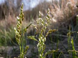 Attēlu rezultāti vaicājumam “Hierochloe odorata”