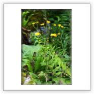 Attēlu rezultāti vaicājumam “Ranunculus lanuginosus bud”