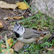 Attēlu rezultāti vaicājumam “Lophophanes cristatus adult”
