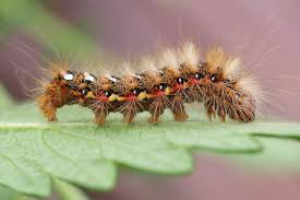 Attēlu rezultāti vaicājumam “Acronicta rumicis”