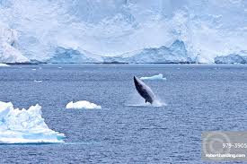 Image result for Balaenoptera bonaerensis