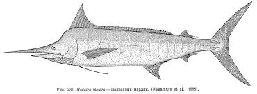 Image result for Makaira mazara