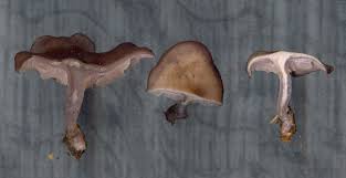 Attēlu rezultāti vaicājumam “Lepista sp.”