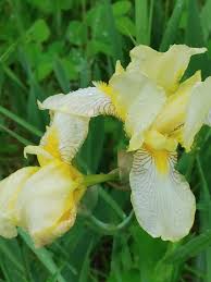 Attēlu rezultāti vaicājumam “Iris rosenbachiana”
