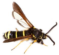 Attēlu rezultāti vaicājumam “Semioscopis avellanella imago”