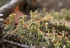 Attēlu rezultāti vaicājumam “Cladonia deformis”