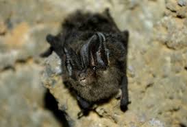 Attēlu rezultāti vaicājumam “Barbastella barbastellus”