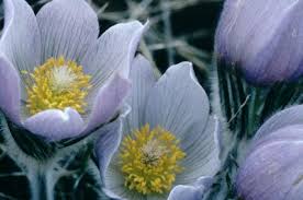 Attēlu rezultāti vaicājumam “Pulsatilla patens fruit”