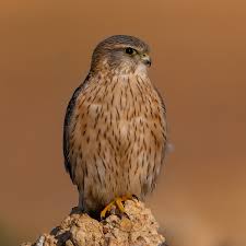 Image result for Falco columbarius