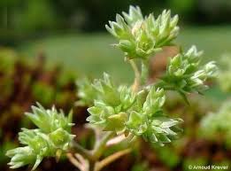 Attēlu rezultāti vaicājumam “Scleranthus annuus flower”