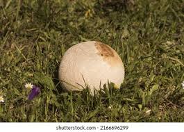 Attēlu rezultāti vaicājumam “Calvatia utriformis”