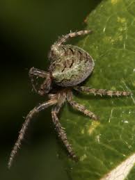 Attēlu rezultāti vaicājumam “Gibbaranea gibbosa”