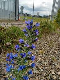 Attēlu rezultāti vaicājumam “Echium vulgare bud”