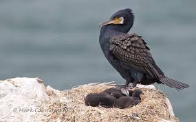 Attēlu rezultāti vaicājumam “Phalacrocorax carbo”