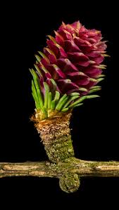 Attēlu rezultāti vaicājumam “Larix kaempferi female flower”