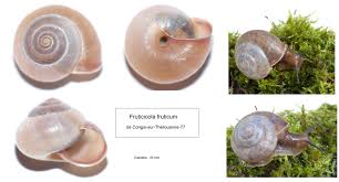 Attēlu rezultāti vaicājumam “Fruticola fruticum”