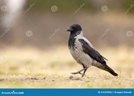 Attēlu rezultāti vaicājumam “Corvus cornix”