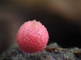 Attēlu rezultāti vaicājumam “Lycogala leopardinum young”