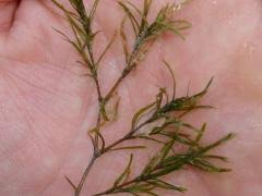 Attēlu rezultāti vaicājumam “Najas minor leaf”