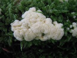Attēlu rezultāti vaicājumam “Ceratiomyxa morchella macro”