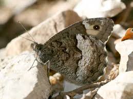 Attēlu rezultāti vaicājumam “Hipparchia alcyone underside”