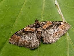 Attēlu rezultāti vaicājumam “Catarhoe rubidata”