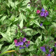 Attēlu rezultāti vaicājumam “Pulmonaria saccharata”