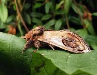 Attēlu rezultāti vaicājumam “Notodonta ziczac”