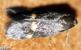 Attēlu rezultāti vaicājumam “Borkhausenia minutella”