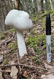 Attēlu rezultāti vaicājumam “Stemonitopsis amoena stalked”