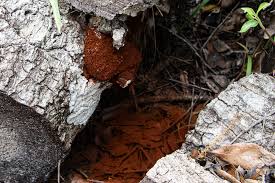 Attēlu rezultāti vaicājumam “Stemonitis flavogenita stalked”