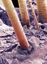 Image result for human hair microscope image