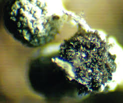 Attēlu rezultāti vaicājumam “Physarum pseudoalexandrowiczii”