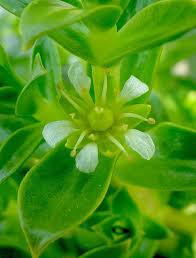 Attēlu rezultāti vaicājumam “Honckenya peploides bud”