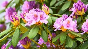 Attēlu rezultāti vaicājumam “rhododendron”