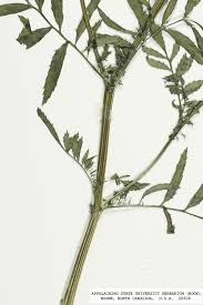 Attēlu rezultāti vaicājumam “Tagetes”