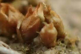 Attēlu rezultāti vaicājumam “Acaulon muticum”