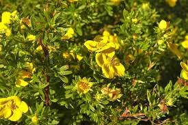 Attēlu rezultāti vaicājumam “Pentaphylloides fruticosa leaf”