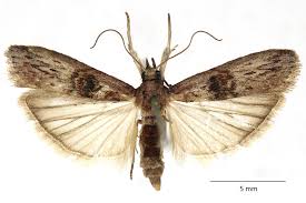 Attēlu rezultāti vaicājumam “Nyctegretis lineana”