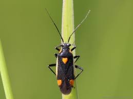 Attēlu rezultāti vaicājumam “Capsodes gothicus”