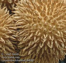 Attēlu rezultāti vaicājumam “Lycoperdon echinatum”