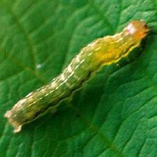 Attēlu rezultāti vaicājumam “Anaplectoides prasina”