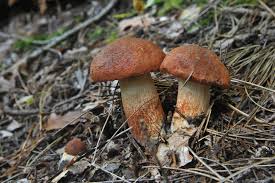 Attēlu rezultāti vaicājumam “Leccinum vulpinum”