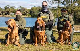Image result for Carlisle BloodHounds