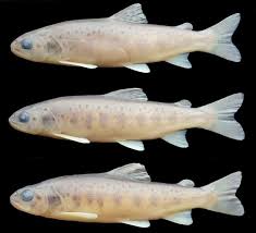 Image result for Salmo trutta