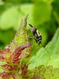 Attēlu rezultāti vaicājumam “Grypocoris sexguttatus”