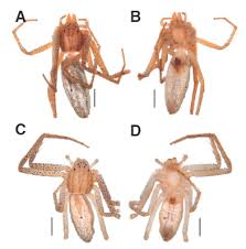 Attēlu rezultāti vaicājumam “Philodromidae”