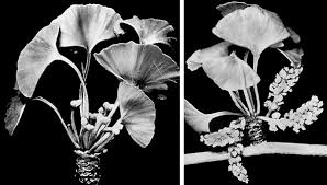 Attēlu rezultāti vaicājumam “Ginkgo biloba male flower”