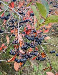 Attēlu rezultāti vaicājumam “Aronia melanocarpa fruit”