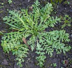 Attēlu rezultāti vaicājumam “Capsella bursa-pastoris leaf”